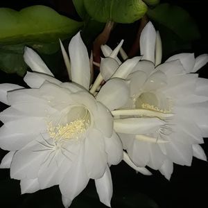 Meet your Posher, Joni